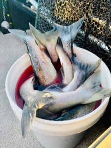sockeye salmon bucket