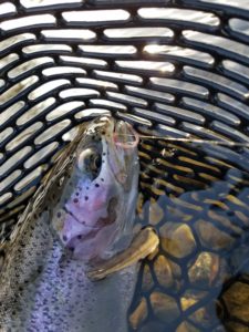 Read more about the article Yakima River Fishing Report Winter 2019