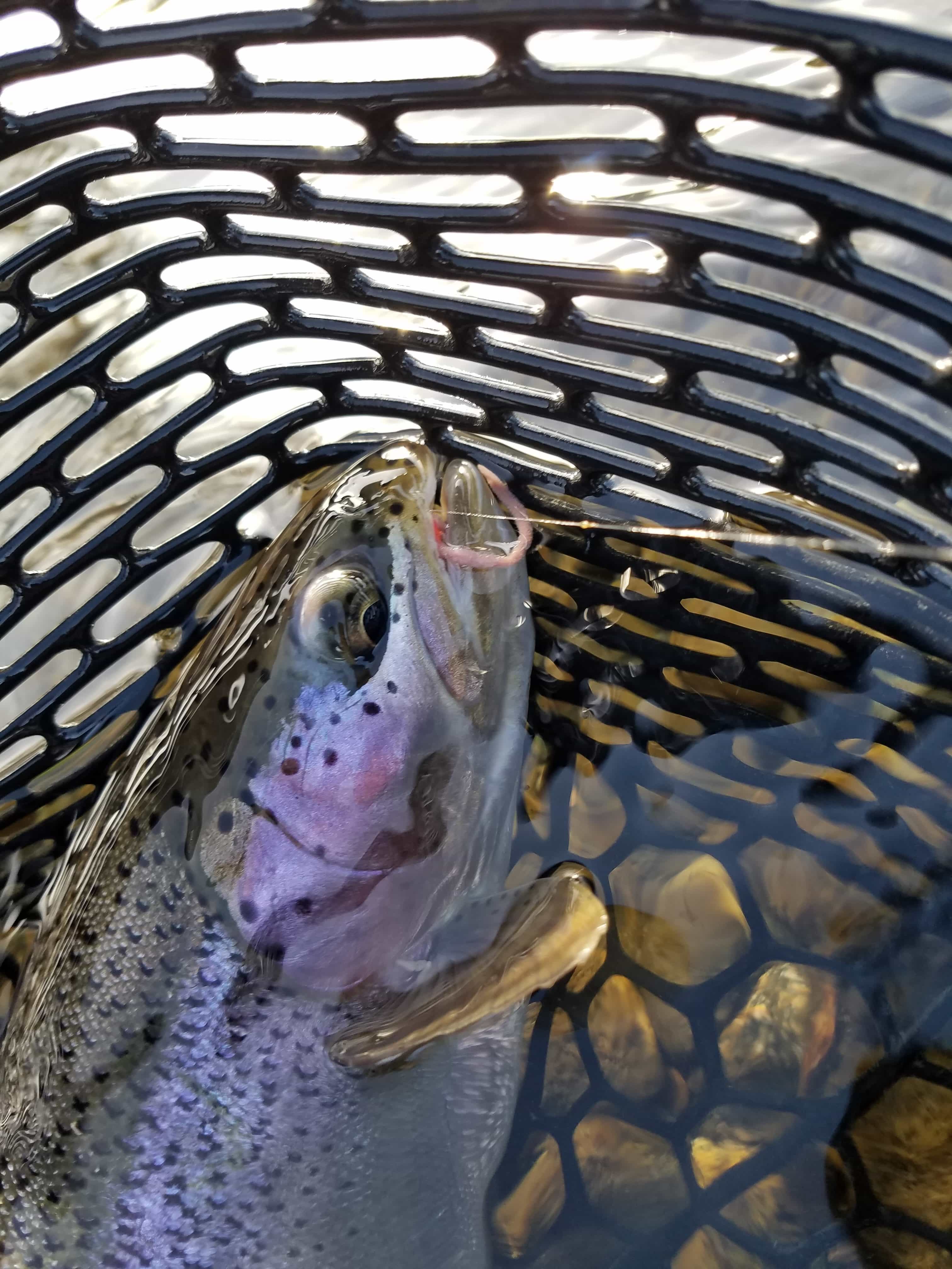 Read more about the article Yakima River Fishing Report Winter 2019