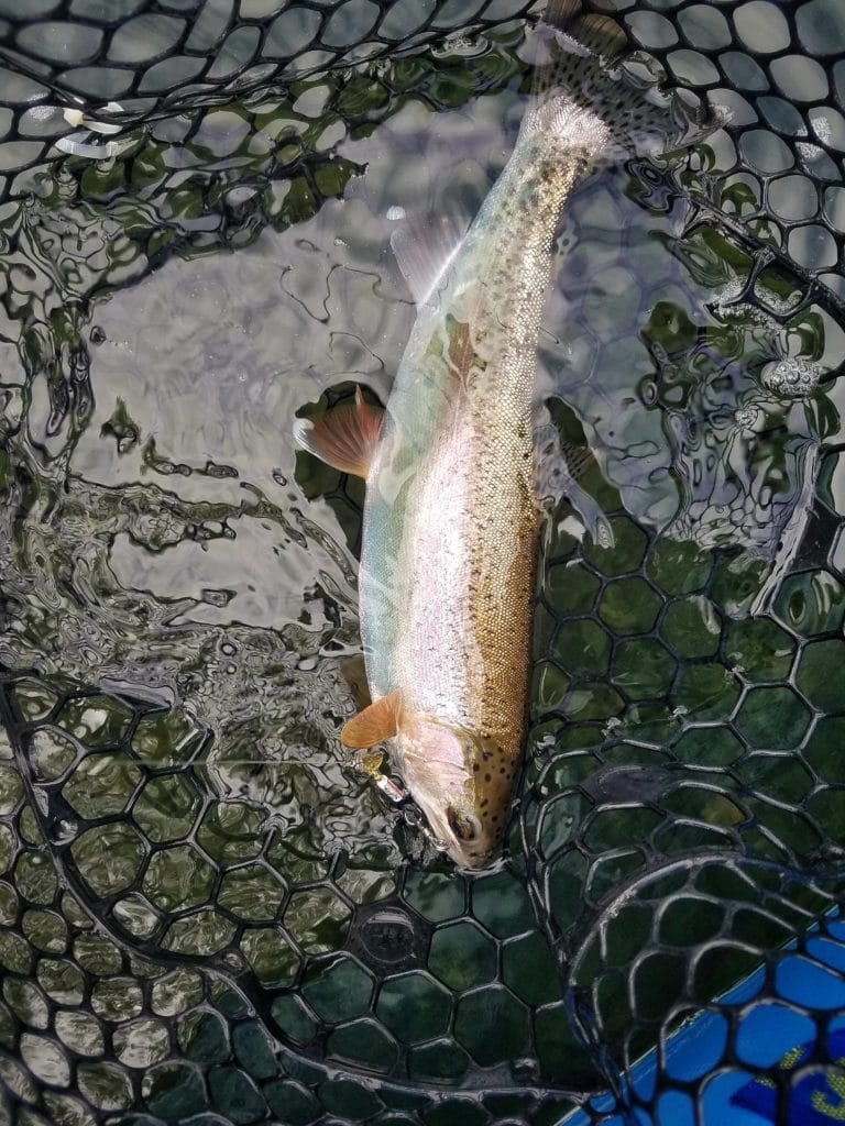 yakima trout