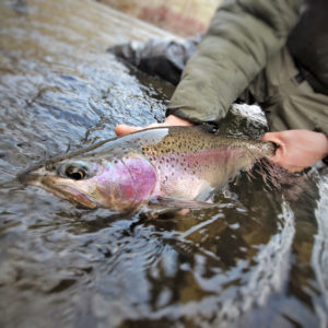 yakima river trout keep em wet