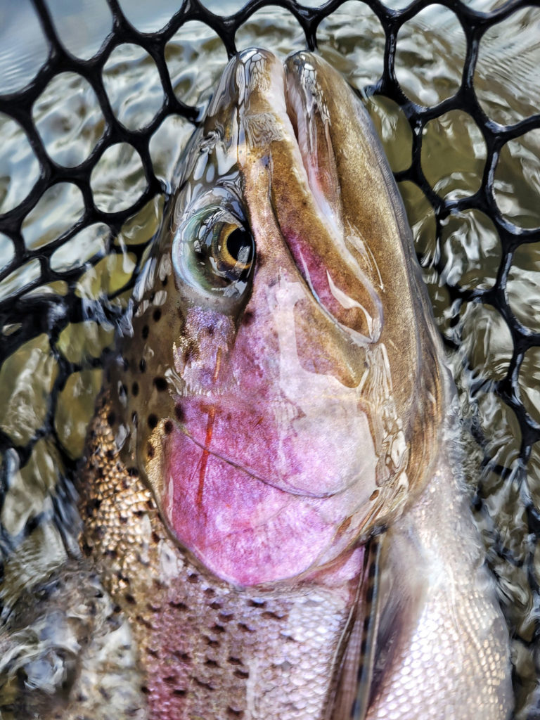 yakima river trout color
