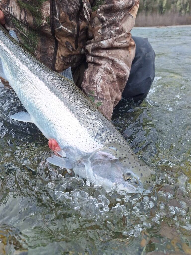 skagit steelhead